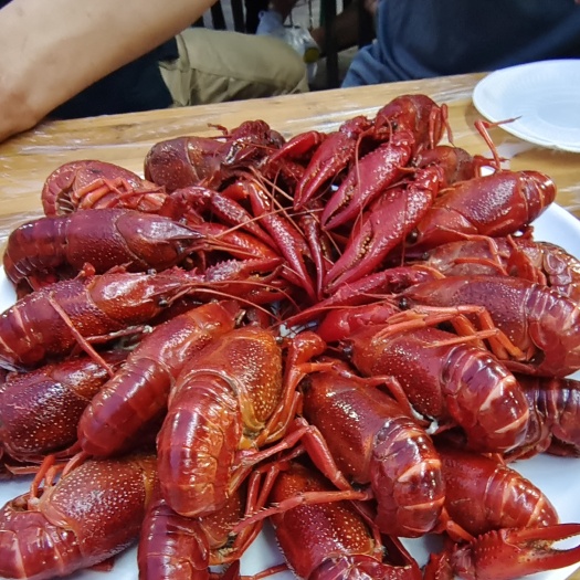 洪湖市（热线）龙虾苗