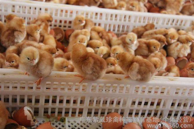 南宁海兰褐多蛋鸡苗海兰灰罗曼粉出壳苗活体