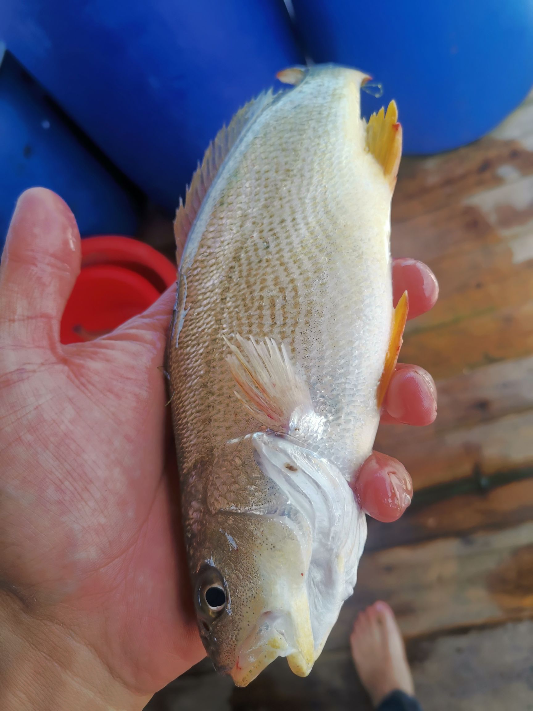  春子鱼大量货源，养殖供应