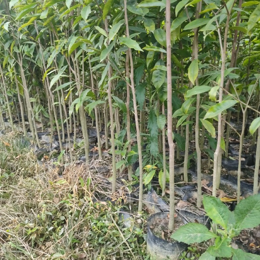 化州市沉香苗  ，1米高