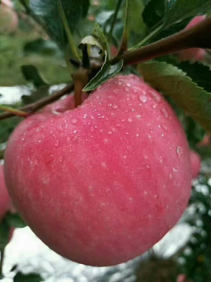 红富士苹果  洛川苹果