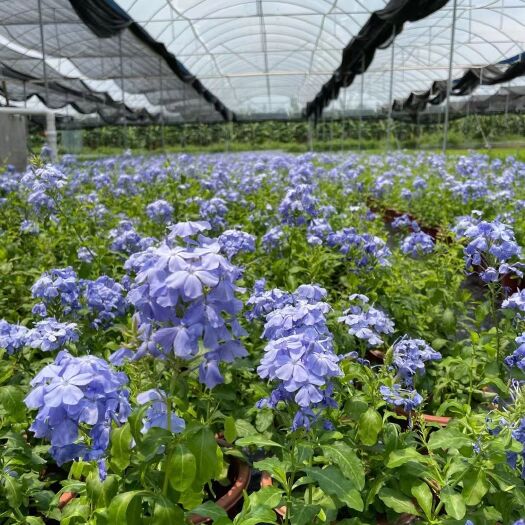 四会市蓝雪花 