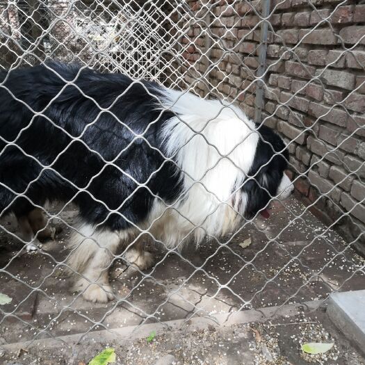 邢台 边境牧羊犬