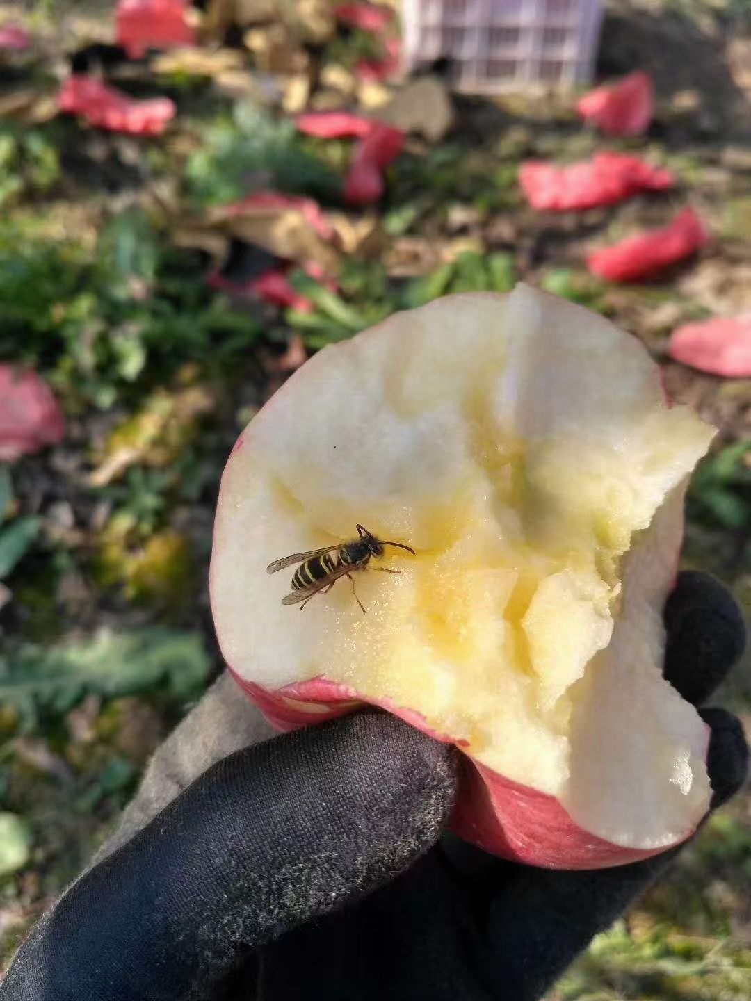红富士苹果  洛川苹果