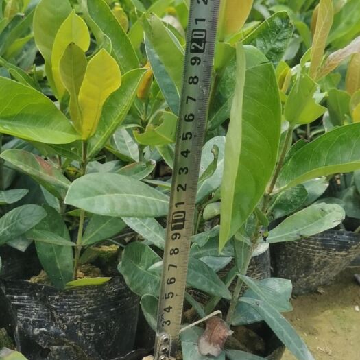 博罗县龙船花 500亩地被供应