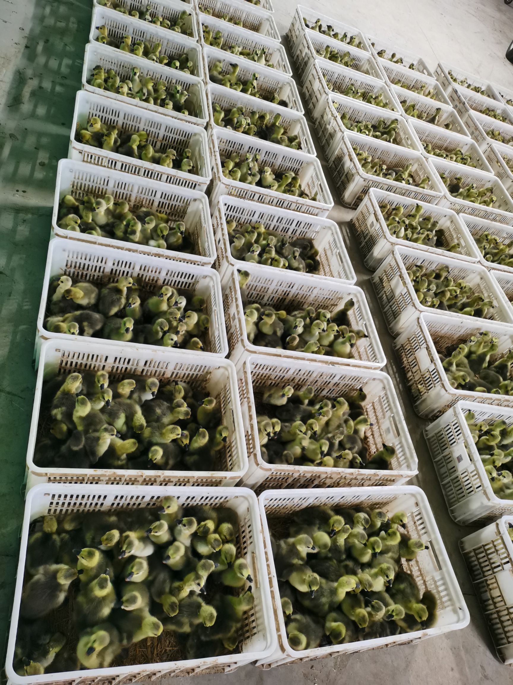 大种狮头鹅苗预订
