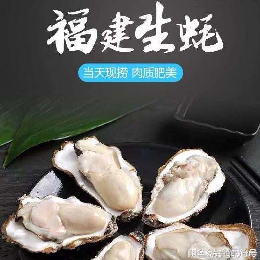 诏安县三倍体生蚝 批发生蚝一手货源，自家养殖户，货源稳定，欢迎合作商洽谈