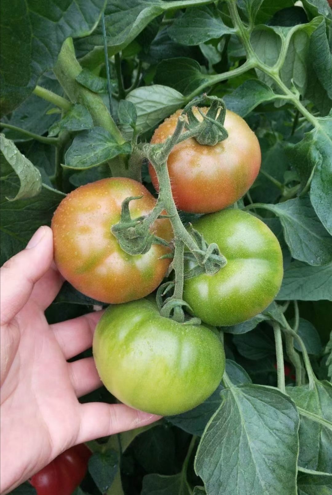 口感番茄苗  大果草莓柿子苗 200-260g带绿肩西红柿苗