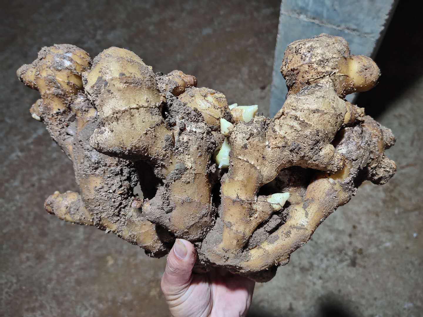 生姜  江苏生姜产地批发 日上货20万斤 货源充足保质保量