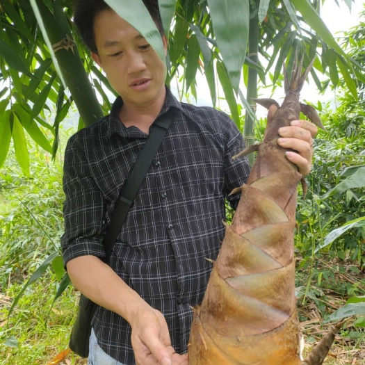 桂竹苗  桂笋甜竹苗 广西桂笋竹苗 甜竹苗