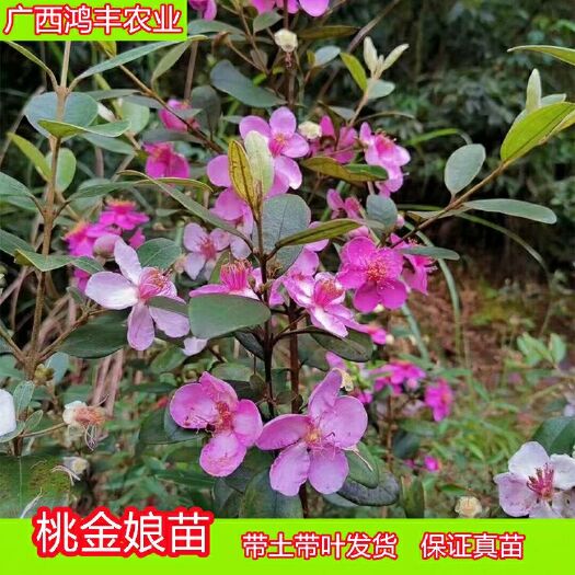 灵山县桃金娘苗  捻子树苗桃金娘果苗山捻子果苗乌捻子果苗盆栽庭院地栽当年结果