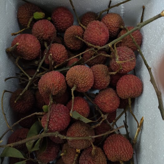 阳西县玉荷包荔枝  荔枝.玉荷包