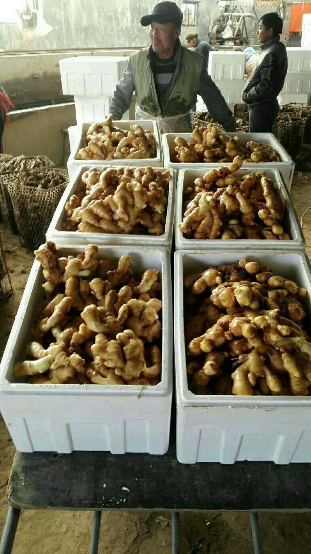 生姜  江苏生姜产地批发 日上货20万斤 货源充足保质保量