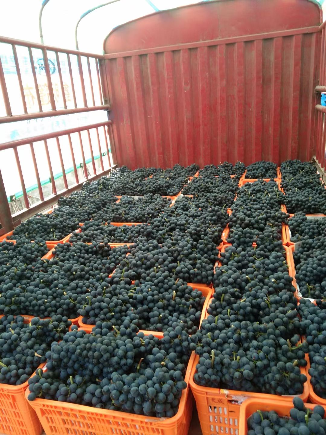 陆地夏黑葡萄大量上市中