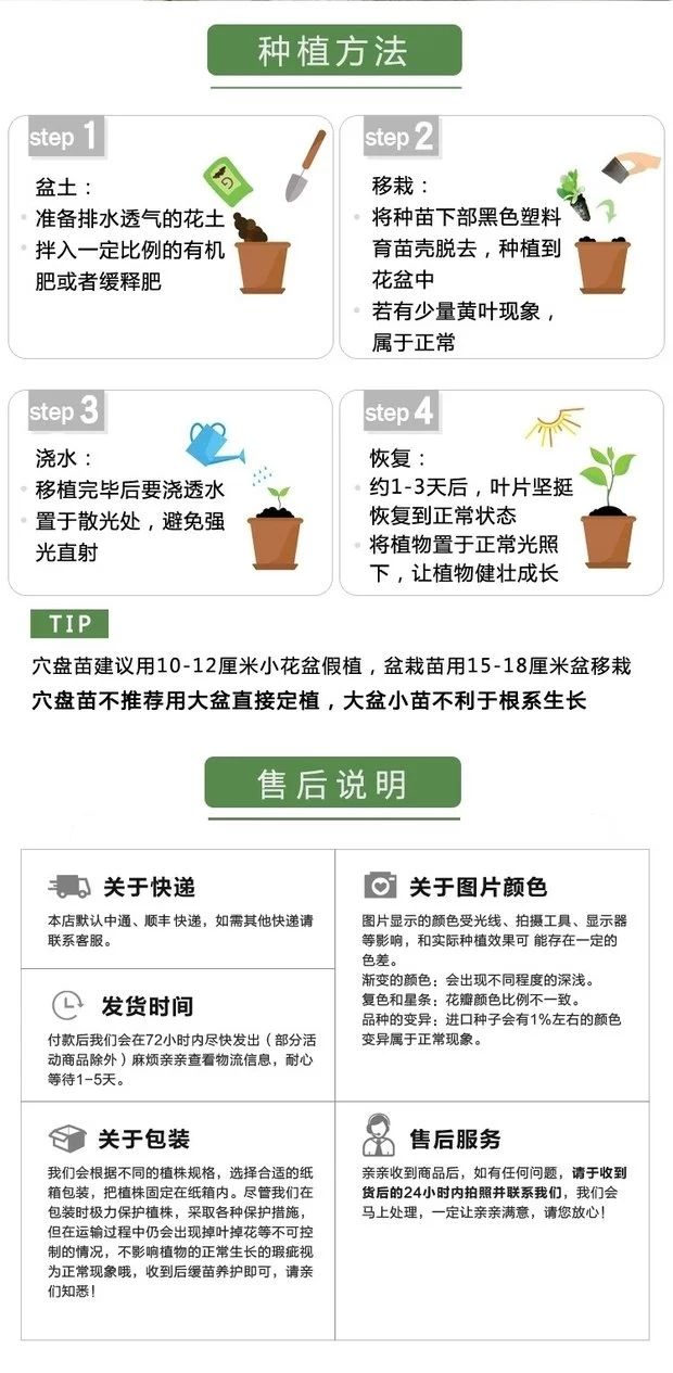 雪叶菊白叶菊银叶菊苗盆栽易种植物庭院阳台花园绿化美化观叶花草