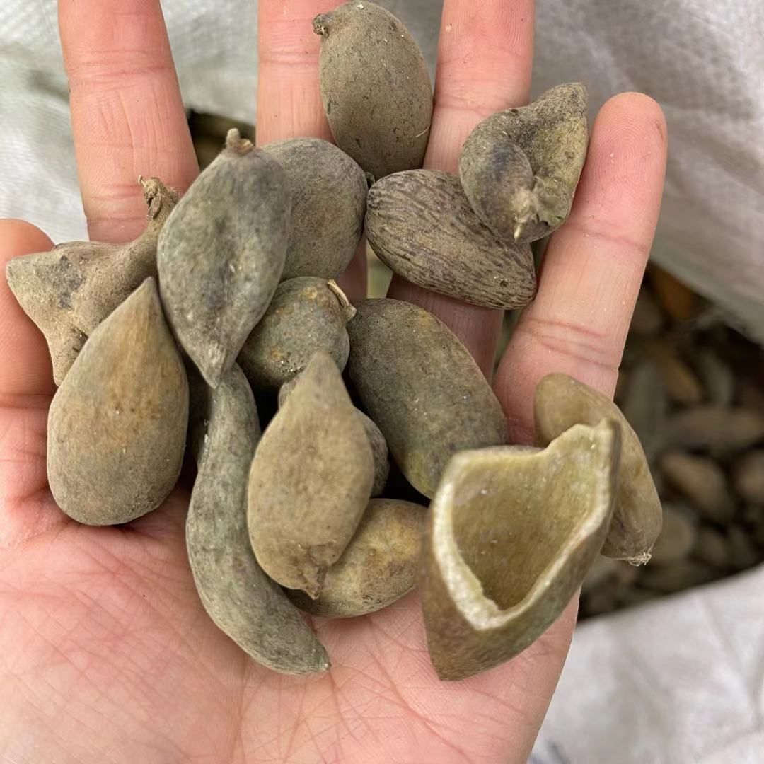 正宗四川山货五倍子