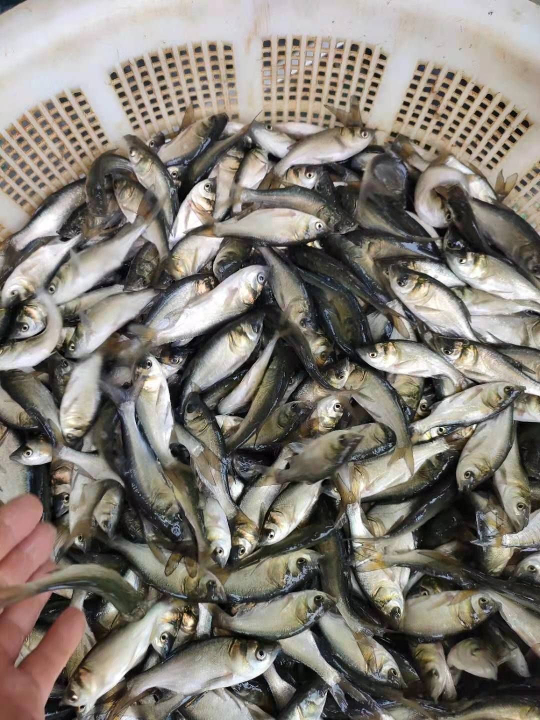 鲢鱼苗  供应各种鱼苗