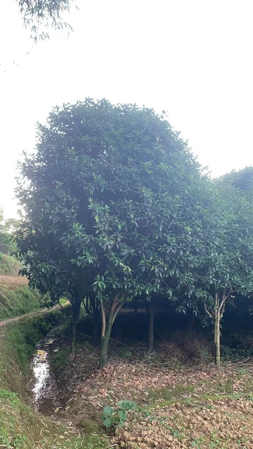八月桂  桂花树，大概是90多颗，在贵州遵义市，附近有需要的