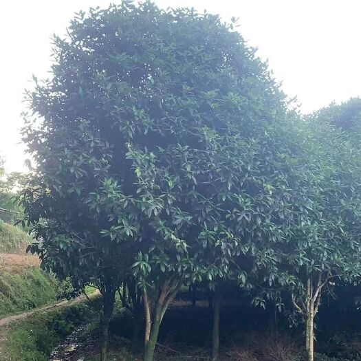 湄潭县八月桂  桂花树，大概是90多颗，在贵州遵义市，附近有需要的