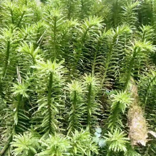 峨边县千层塔