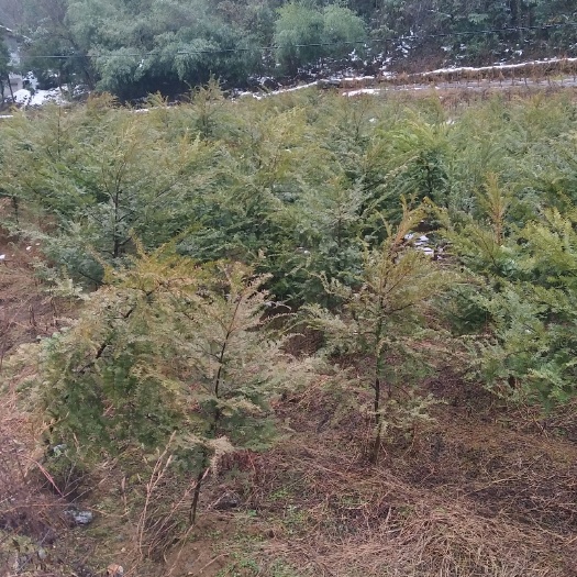 恩施市葛藤  货源充足，藤的长短大小可以定