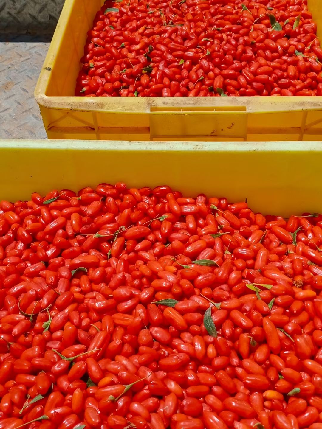 红枸杞  宁夏鲜枸杞，98/斤，需要的联系，顺丰包邮