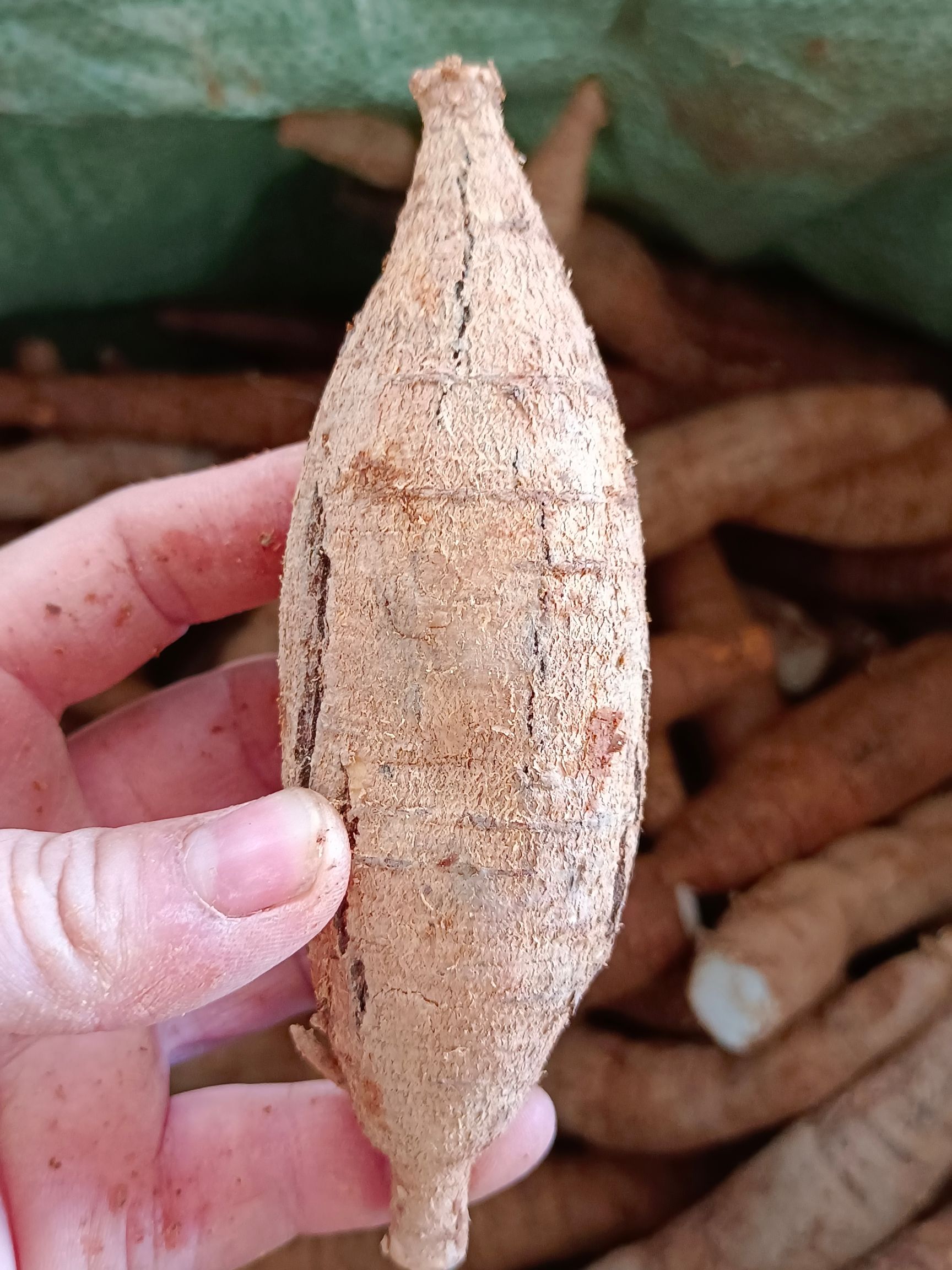 大叶牛大力开挖大中小各种规格齐全
