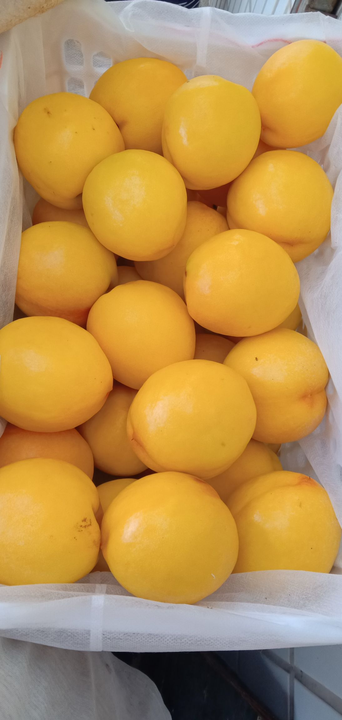 黄玉油桃图片