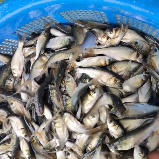 南宁鲢鱼苗  供应各种鱼苗