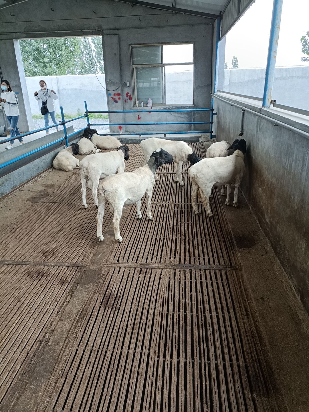  黑头杜泊种公羊