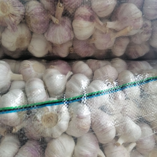 邳州市红皮蒜  邳州大蒜净蒜红蒜精品包装