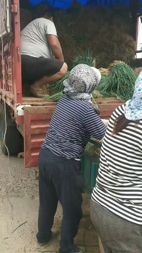 潍坊铁杆大葱苗 铁杆葱苗继续发货，品种优良的精品铁杆钢葱苗有栽的抓紧。