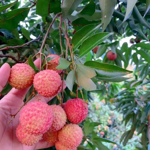 惠来县桂味荔枝