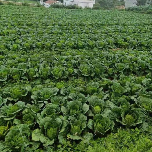 威宁县黄心大白菜 100亩大白菜