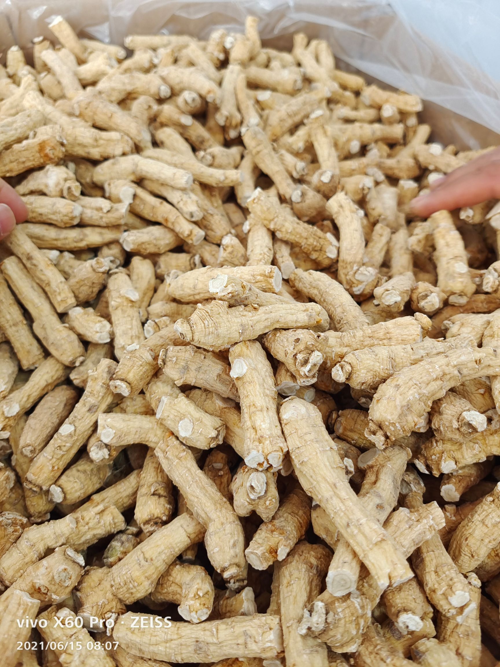 山东文登西洋参主产地