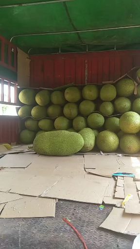 海南三亚菠萝蜜精品大果干苞黄肉现摘现发产地直销价格优惠