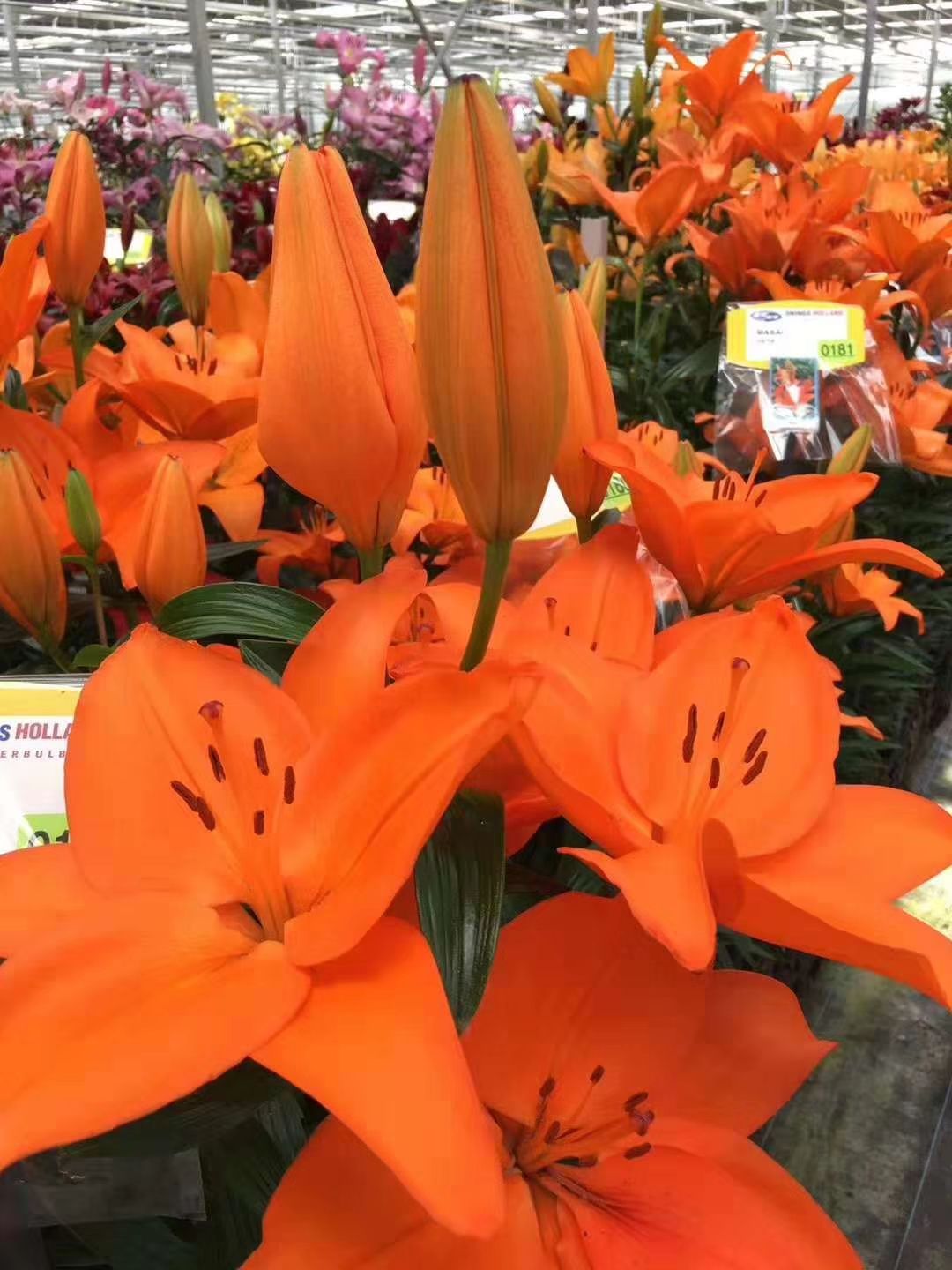 百合种球  荷兰香水百合开花3-4个头包颜色包对版一代种