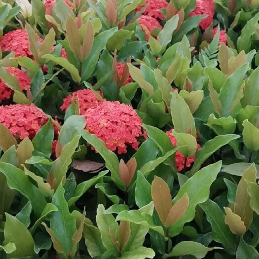 宜良县龙船花