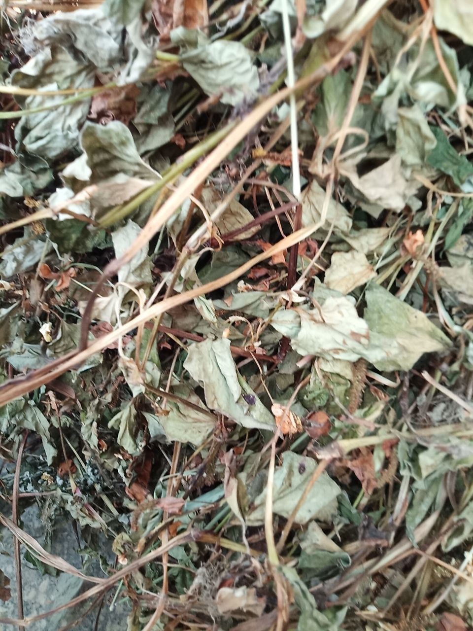 鱼腥草