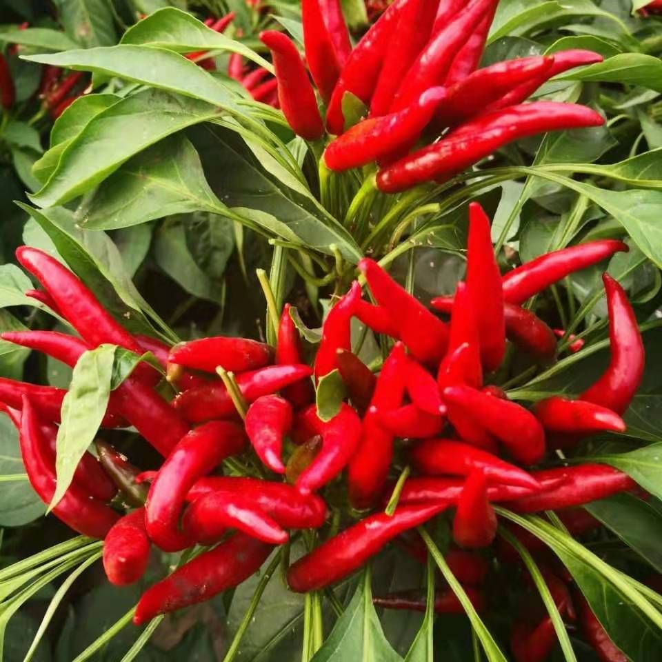 天鹰椒干辣椒  河南精品天鹰干辣椒