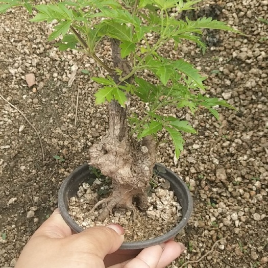 昌黎县黄荆桩 黄荆小矮霸
