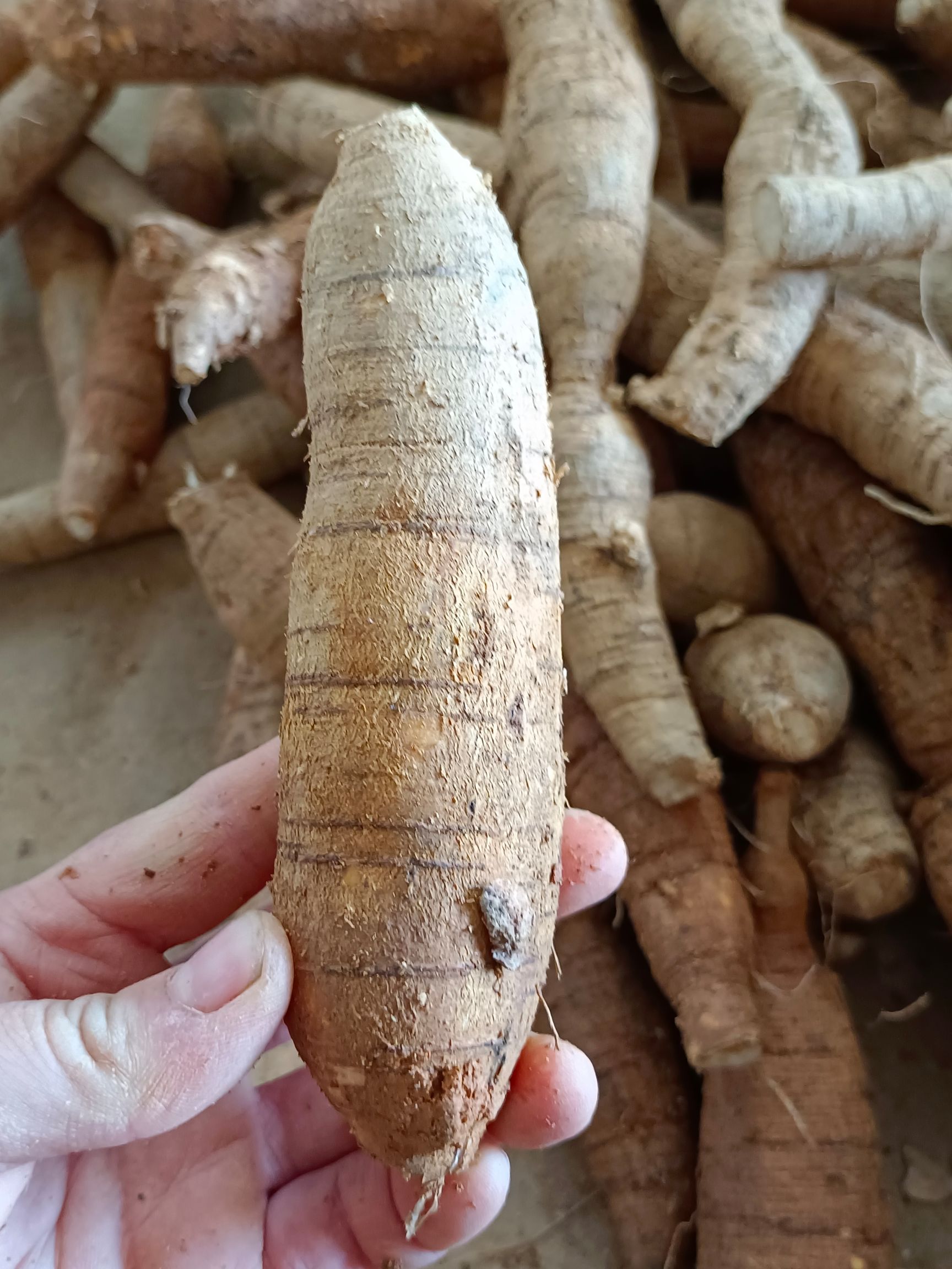 大叶牛大力开挖大中小各种规格齐全