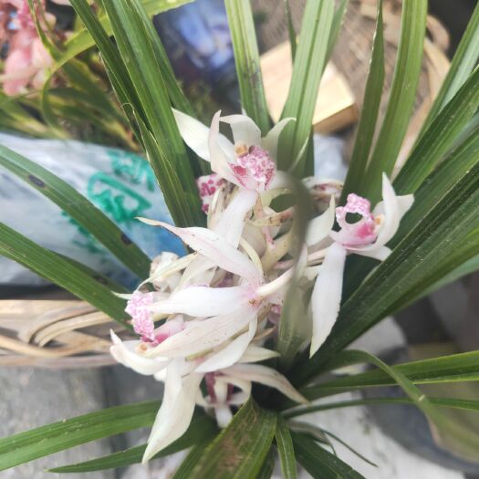 麻城市兰花  兰草