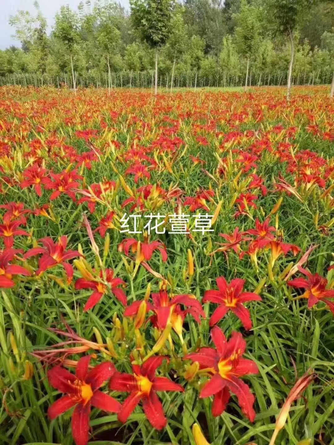 大花萱草 紅花萱草