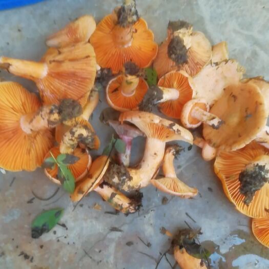 德江县松树菌 鲜货 半开伞 野生 