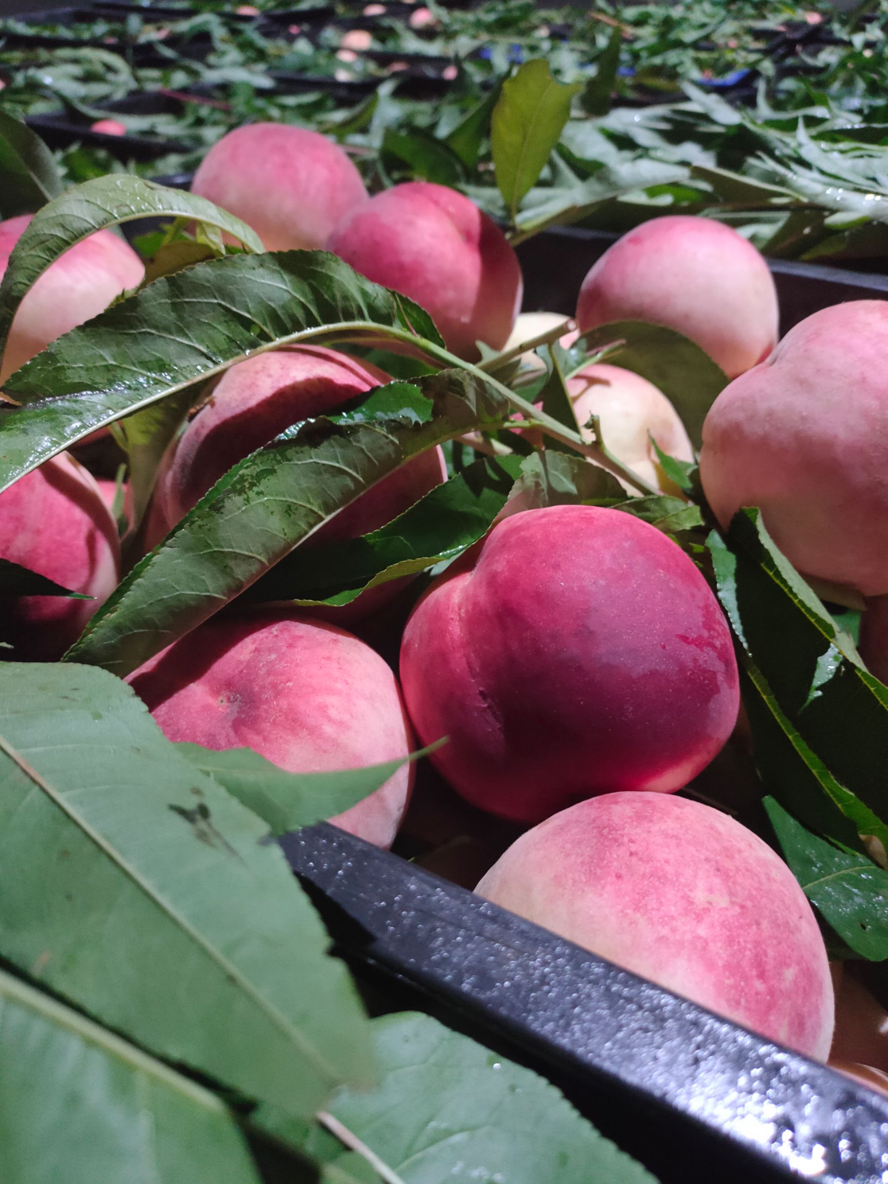 红不软桃  桃香扑鼻 香脆可口 ，特点：（香脆 离胡）耐运输 耐储藏