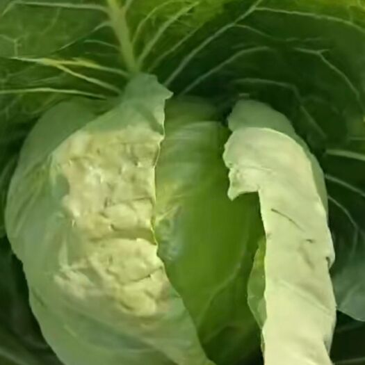 清丰县牛心甘蓝 甘蓝