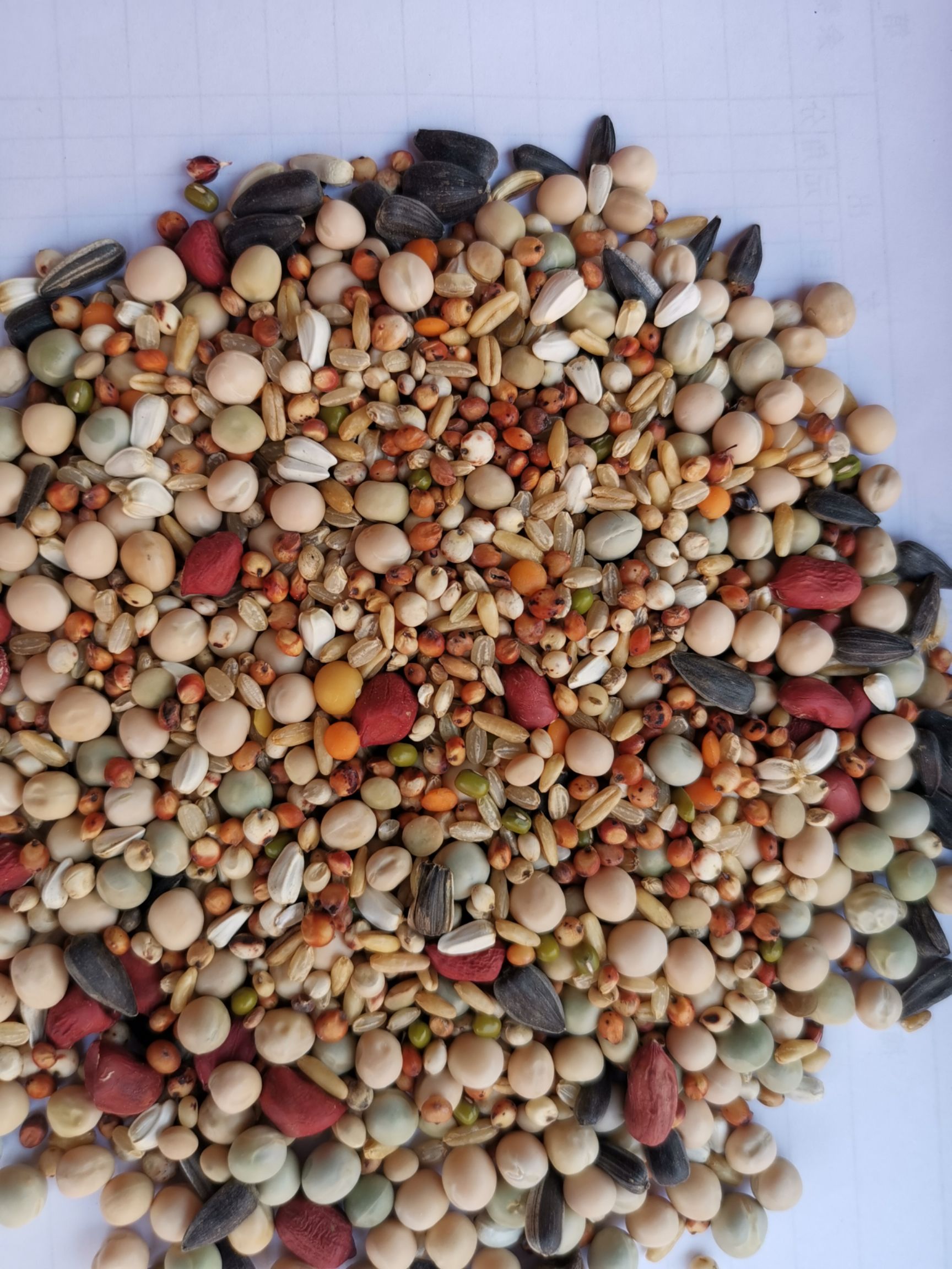 批发鸽粮，无玉米幼及鸽粮