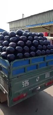 黑圆茄  精品圆茄大量供应中，产地一手货源，满足一切包装运输