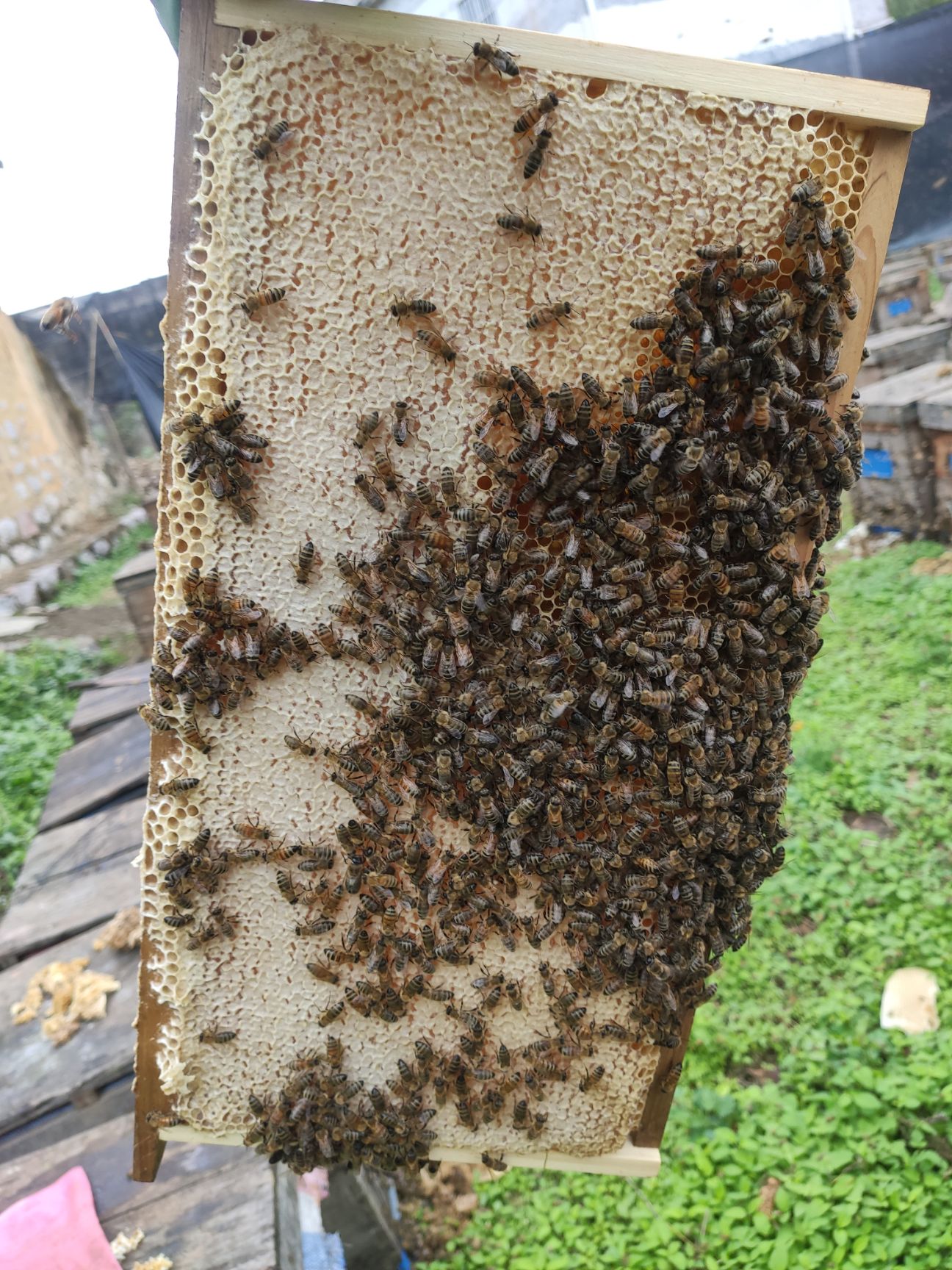 蜂蜜   龙眼蜜   自产自销高浓度龙眼蜜